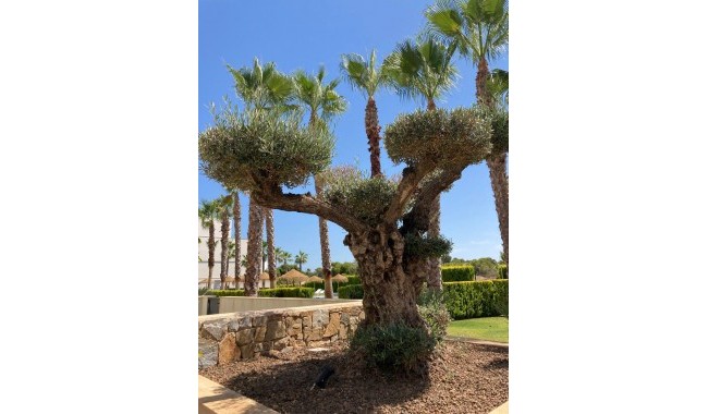 Segunda mano - Apartamento - Orihuela Costa - Las Colinas Golf Resort