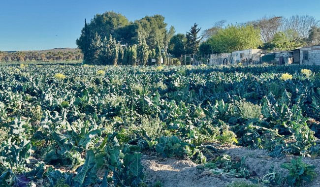 Resale - Finca - Guardamar