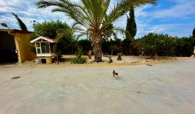 Begagnad - Finca - San Fulgencio - La Marina