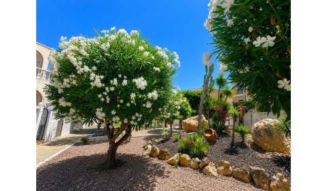 Brukt - Leilighet - La Mata, Torrevieja - La Mata