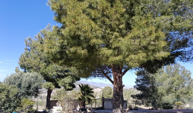 Begagnad - Villa - Abanilla