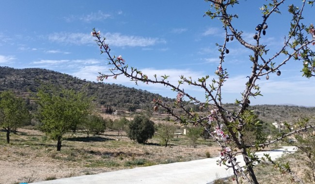 Begagnad - Villa - Abanilla