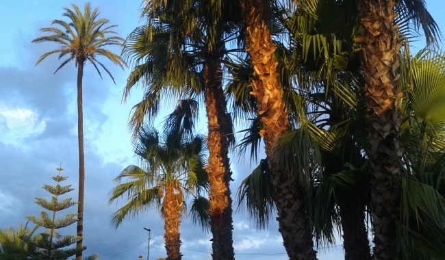 Resale - Finca - Orihuela - Orihuela Costa