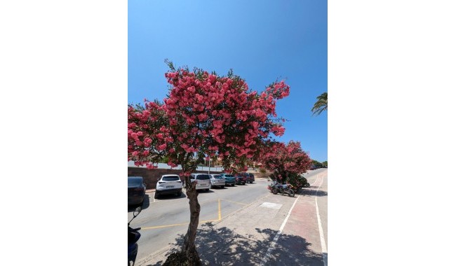 Resale - Apartment - Cabo Roig